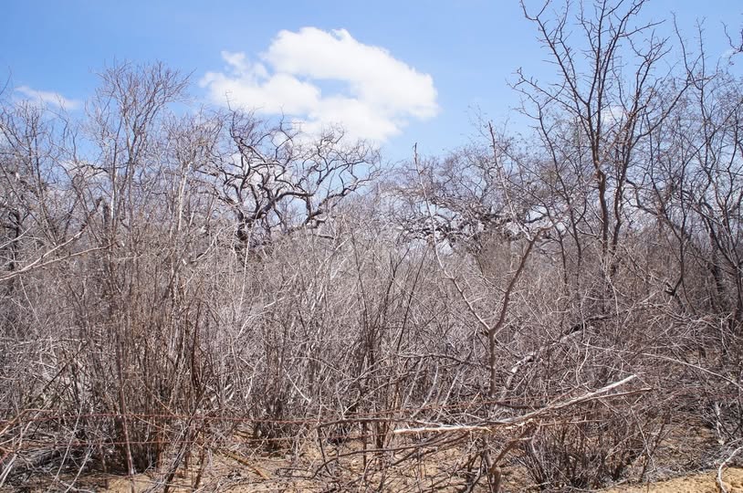 PRIMAVERA EM TONS DE CINZA